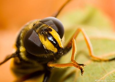 insects, bees - random desktop wallpaper