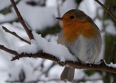 winter, birds - desktop wallpaper