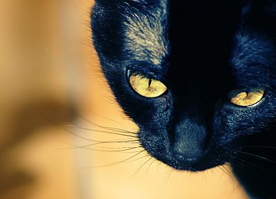close-up, Black Cat - random desktop wallpaper