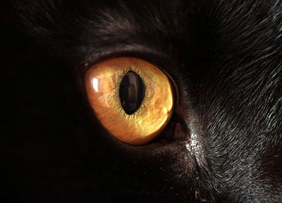 close-up, eyes, cats, animals - related desktop wallpaper
