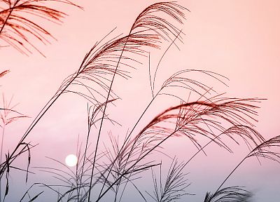 Sun, China, plants, skyscapes - random desktop wallpaper