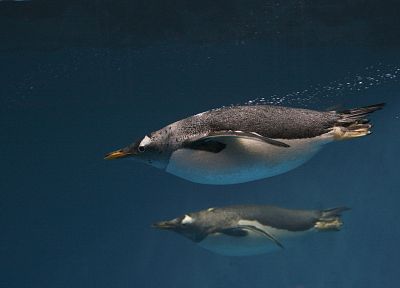 penguins - desktop wallpaper