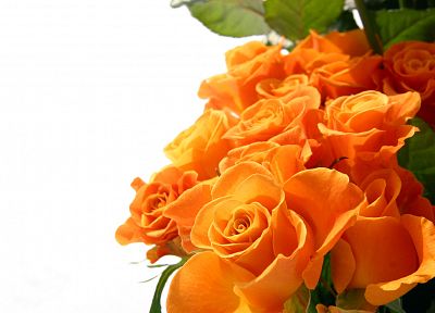 flowers, roses, orange flowers - desktop wallpaper