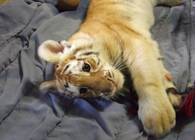 animals, tigers, cubs - random desktop wallpaper