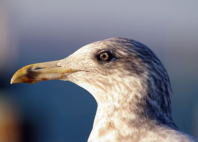 birds, seagulls - random desktop wallpaper