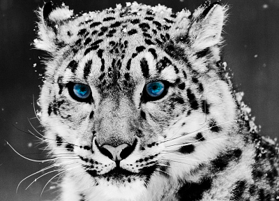 blue eyes, animals, grayscale, snow leopards, snowflakes - desktop wallpaper