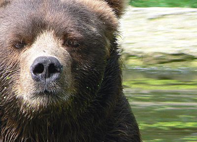 animals, bears - duplicate desktop wallpaper