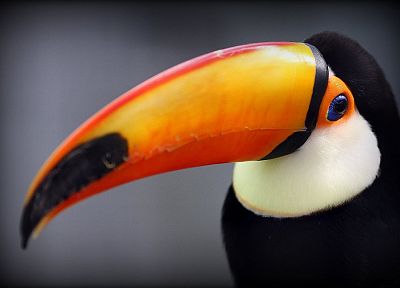 birds, toucans - random desktop wallpaper