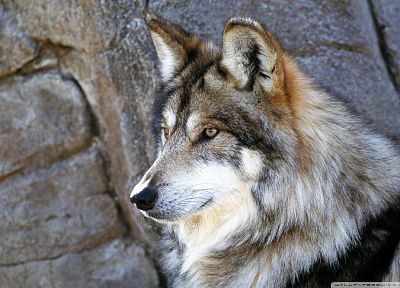 nature, animals, wolves - random desktop wallpaper