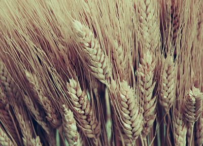 nature, fields, wheat - random desktop wallpaper