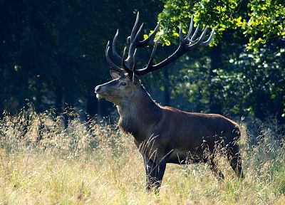 nature, animals, deer - duplicate desktop wallpaper