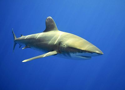 sharks, sea - desktop wallpaper