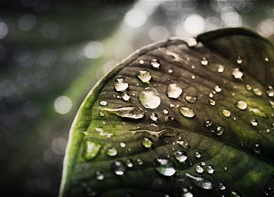 leaves, water drops, depth of field - random desktop wallpaper