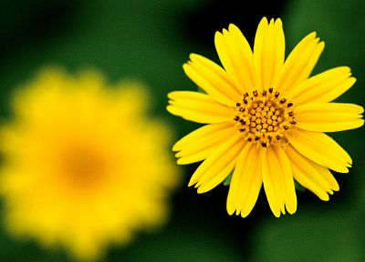 nature, flowers, macro, yellow flowers - duplicate desktop wallpaper