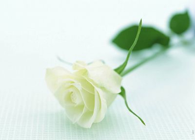 nature, flowers, white roses, roses, white background - random desktop wallpaper