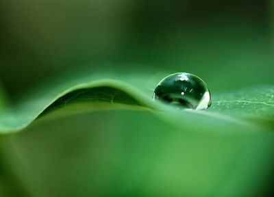 water, leaf, water drops - desktop wallpaper