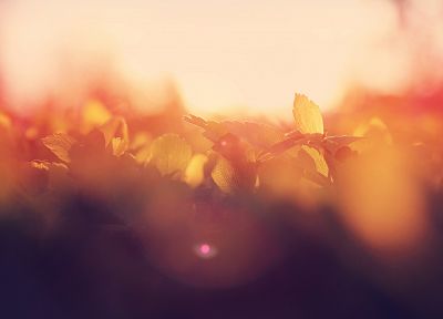 sunrise, Sun, leaves, summer, bokeh, macro, morning, flare - random desktop wallpaper