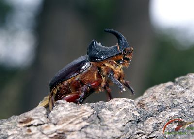 insects, beetles - random desktop wallpaper