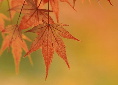 autumn, leaves - desktop wallpaper
