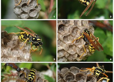 insects, wasp - duplicate desktop wallpaper