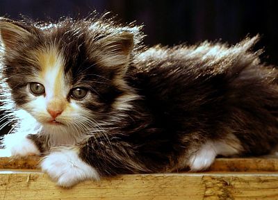 cats, animals, kittens, baby animals - desktop wallpaper