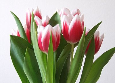 flowers, tulips, white background - random desktop wallpaper