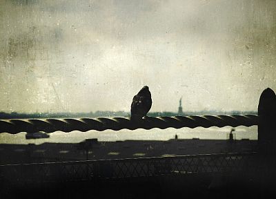 birds, grunge, New York City, pigeons, railing - desktop wallpaper