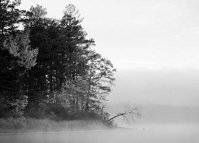 trees, fog, grayscale - desktop wallpaper