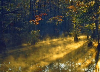 sunrise, forests, sunlight, swamp, parks, cypress, North Carolina - random desktop wallpaper