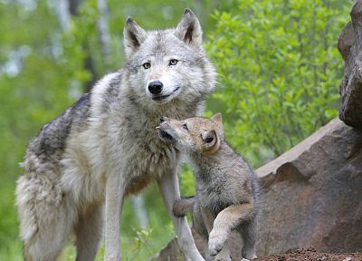 animals, Minnesota, cubs, wolves, drops - duplicate desktop wallpaper