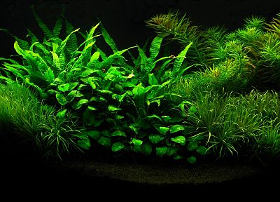 plants, aquarium - random desktop wallpaper