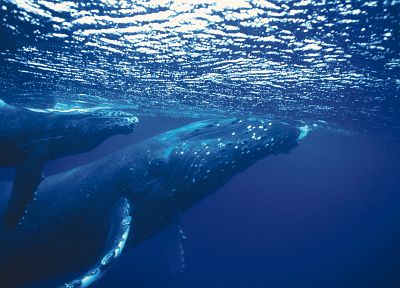 animals, whales, underwater - random desktop wallpaper