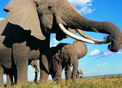 animals, elephants, baby elephant, baby animals - random desktop wallpaper