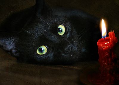 cats, scenic, candles - desktop wallpaper