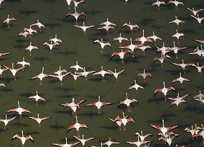 flock, flamingos, aerial, Africa, Kenya - desktop wallpaper