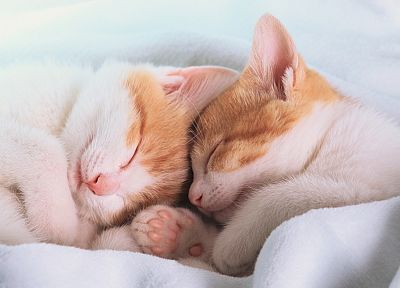 cats, kittens, TagNotAllowedTooSubjective - duplicate desktop wallpaper