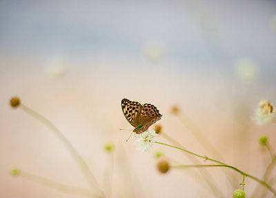 butterflies - desktop wallpaper