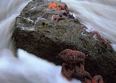 water, nature, rocks, starfish - random desktop wallpaper