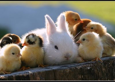 animals, rabbits, baby birds - desktop wallpaper