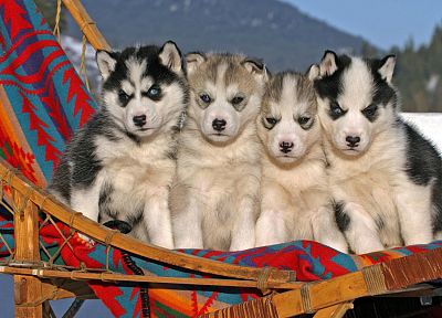 animals, puppies, angry, Siberian husky - duplicate desktop wallpaper