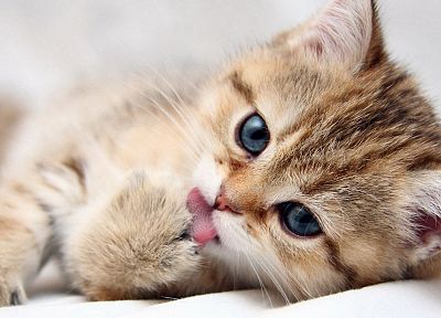 cats, blue eyes, animals, beds, tongue, kittens - related desktop wallpaper