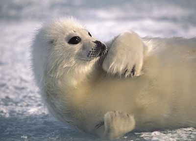 seals, animals - related desktop wallpaper