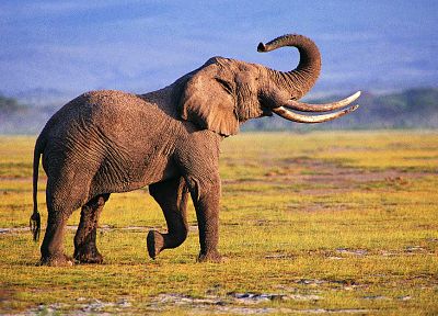 wildlife, elephants - random desktop wallpaper