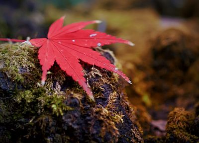 nature, leaves - desktop wallpaper