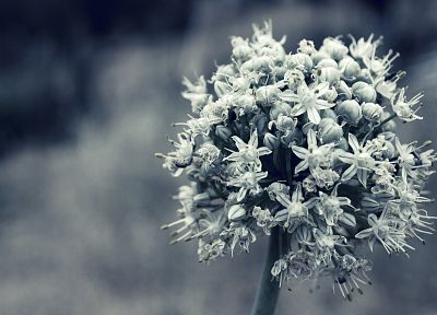 nature, white, flowers, monochrome - random desktop wallpaper