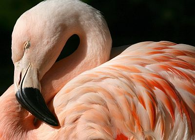 birds, flamingos - duplicate desktop wallpaper