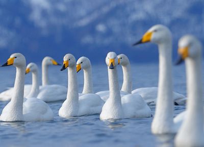 water, nature, birds, swans, blurred background - related desktop wallpaper