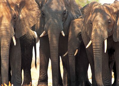 animals, elephants - duplicate desktop wallpaper