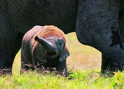 animals, wildlife, elephants, baby elephant, baby animals - related desktop wallpaper