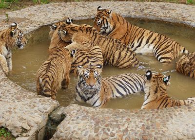animals, tigers, ponds - random desktop wallpaper